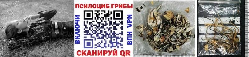 купить наркотики цена Бабаево Галлюциногенные грибы MAGIC MUSHROOMS